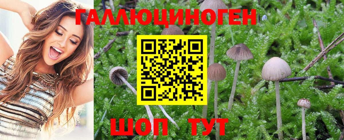 Еманжелинск  Галлюциногенные грибы Psilocybine cubensis  Вход с VPN 